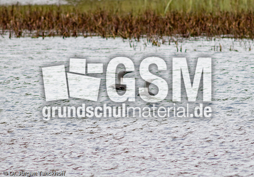 Sterntaucher (2 von 20).jpg